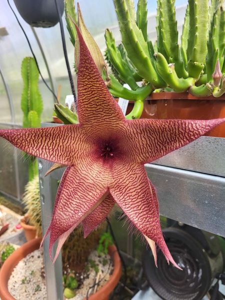 Stapelia gigantea